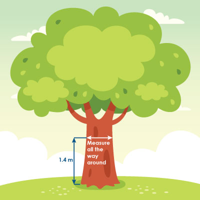 An illustration showing how to figure out a tree's diameter breast height.