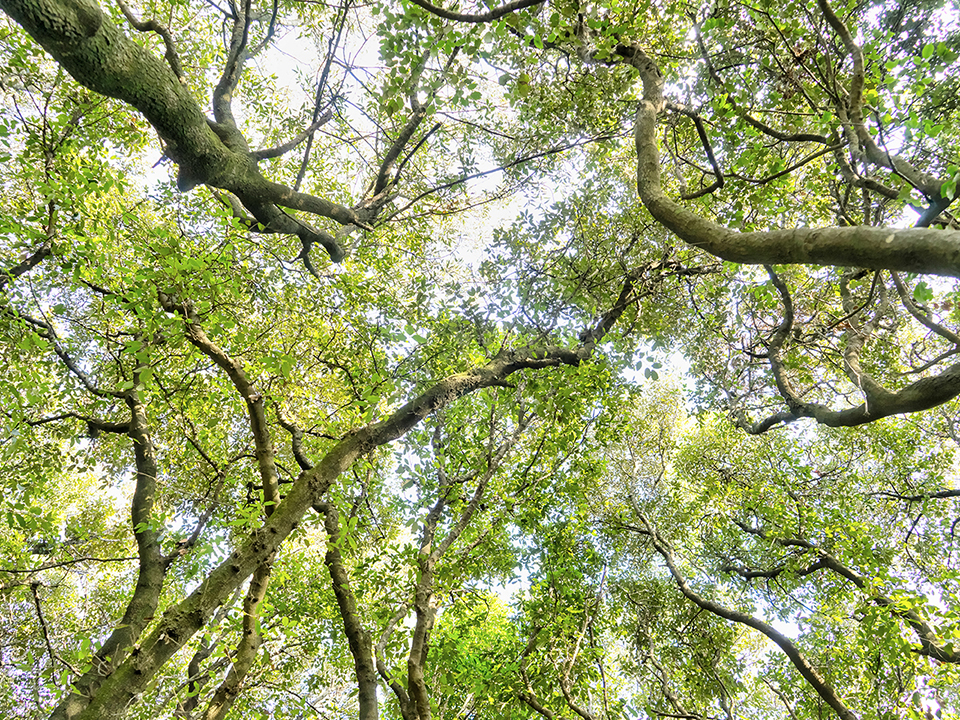 Blue sky seen through a tree canopy.